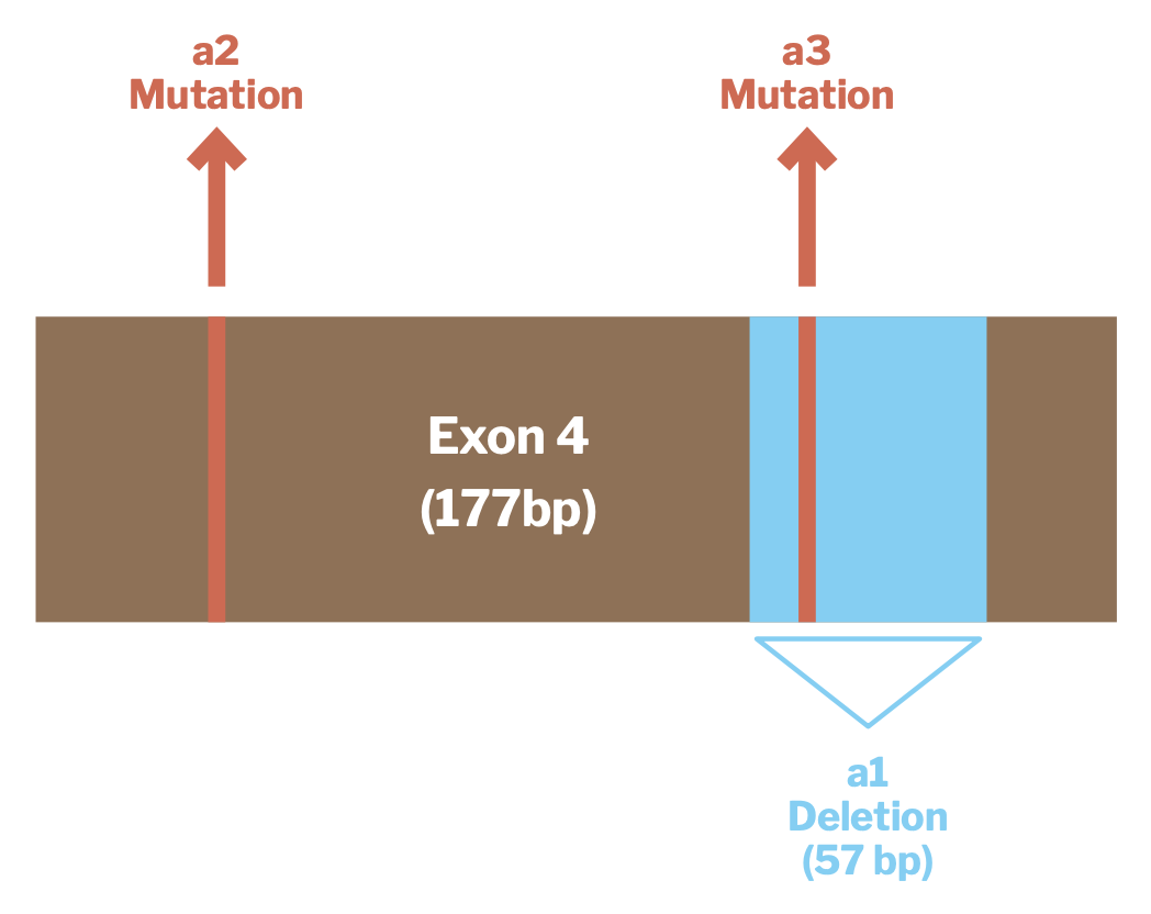 Figure 1 - Three Significant Allele Types