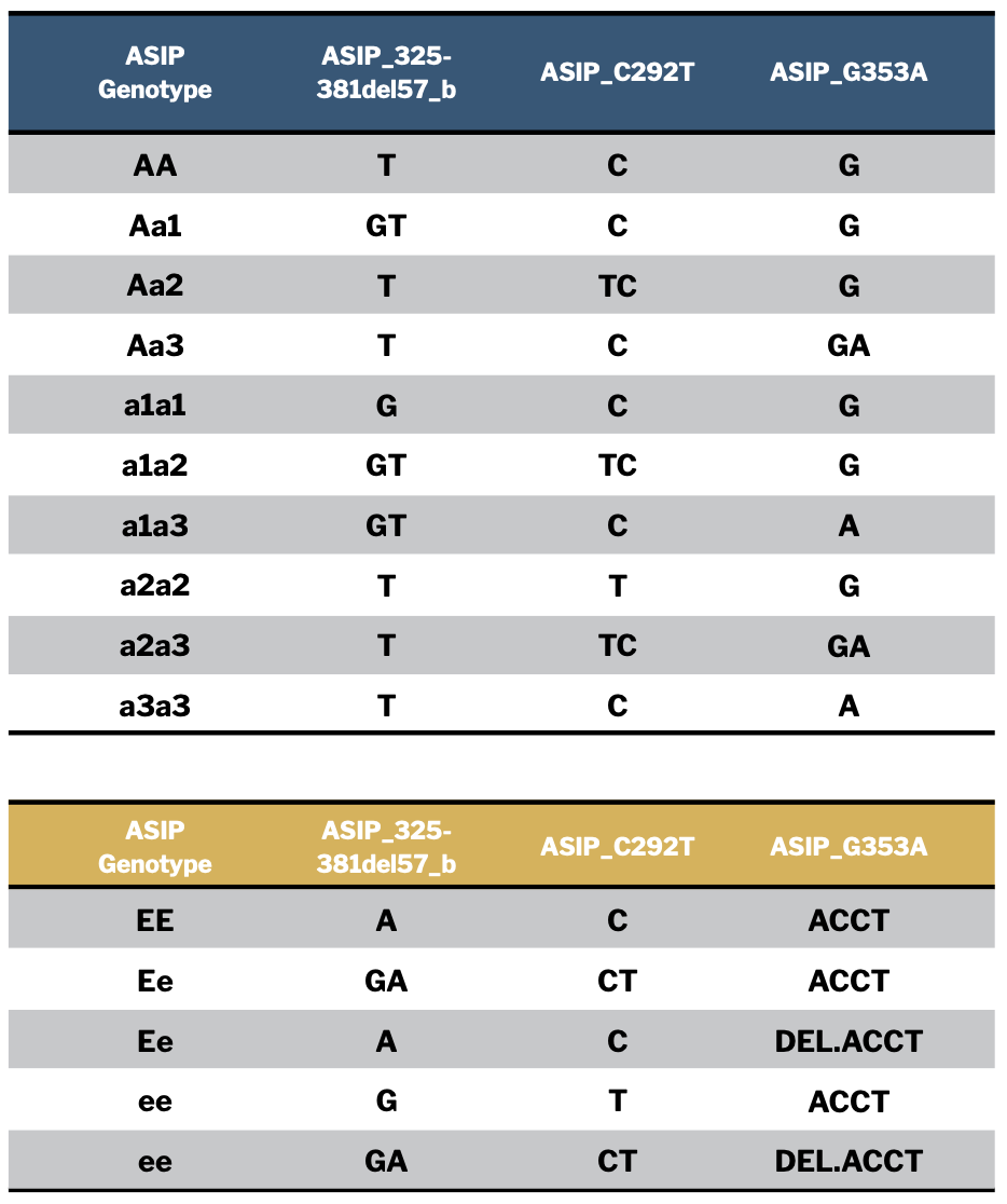 Specific ASIP And MC1R Genotypes