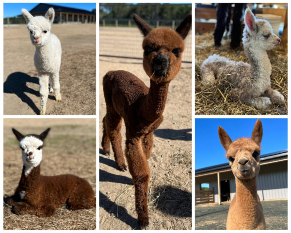 Alpaca Cria Photo Collage