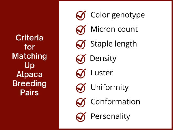 Criteria for Matching Up Alpaca Breeding Pairs