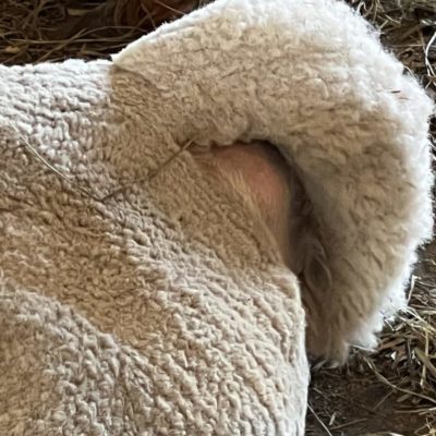 Dolly's Alpaca Puffy Butt