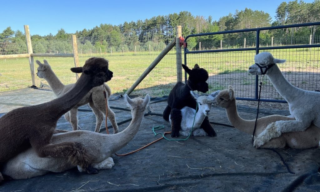 An Example of Alpaca Halter Breeding