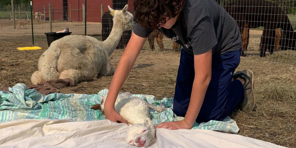 19 Unscientific Signs Of Alpaca Labor And Delivery