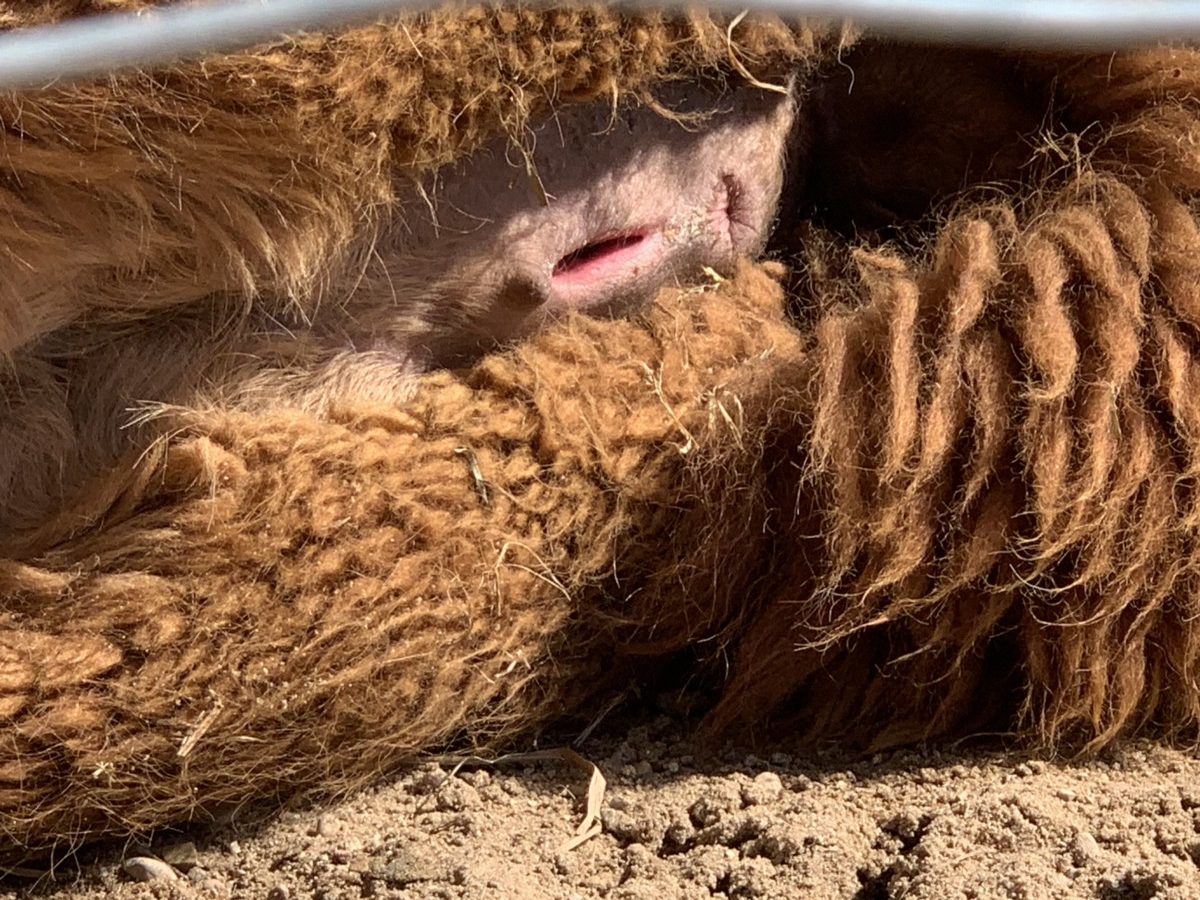 Relaxation of Alpaca Perineal Area