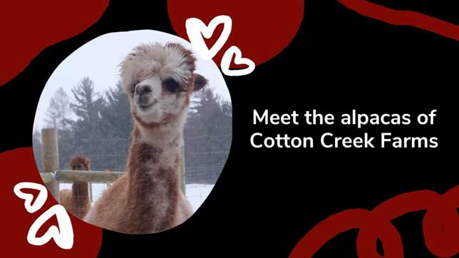 Meet the alpacas of Cotton Creek Farm