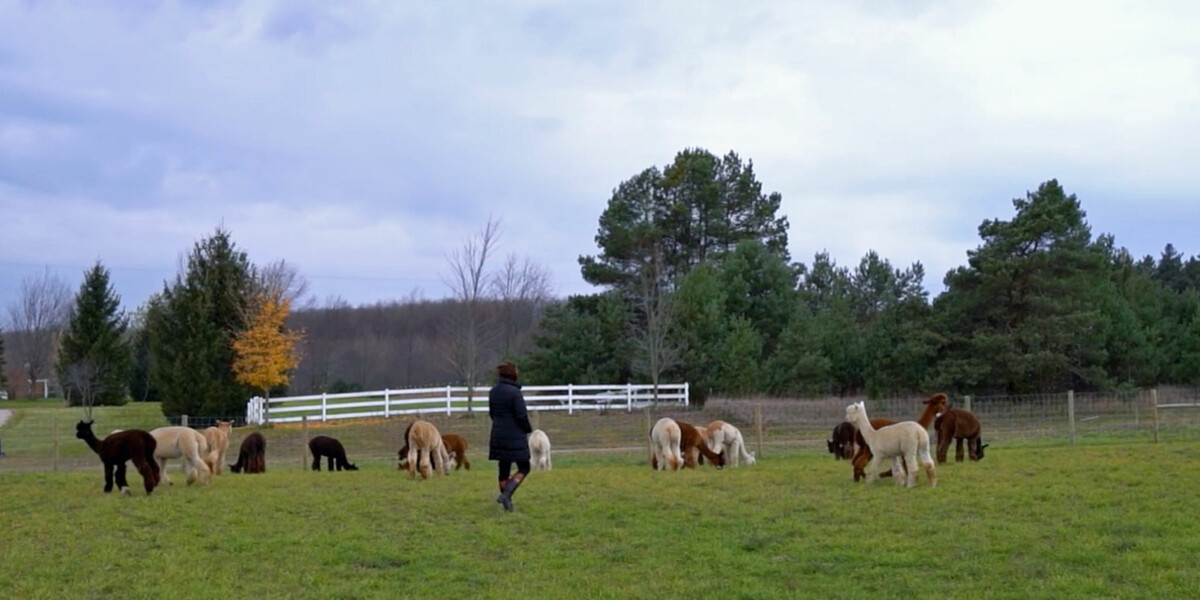 Grazing Alpacas At Cotton Creek Farms