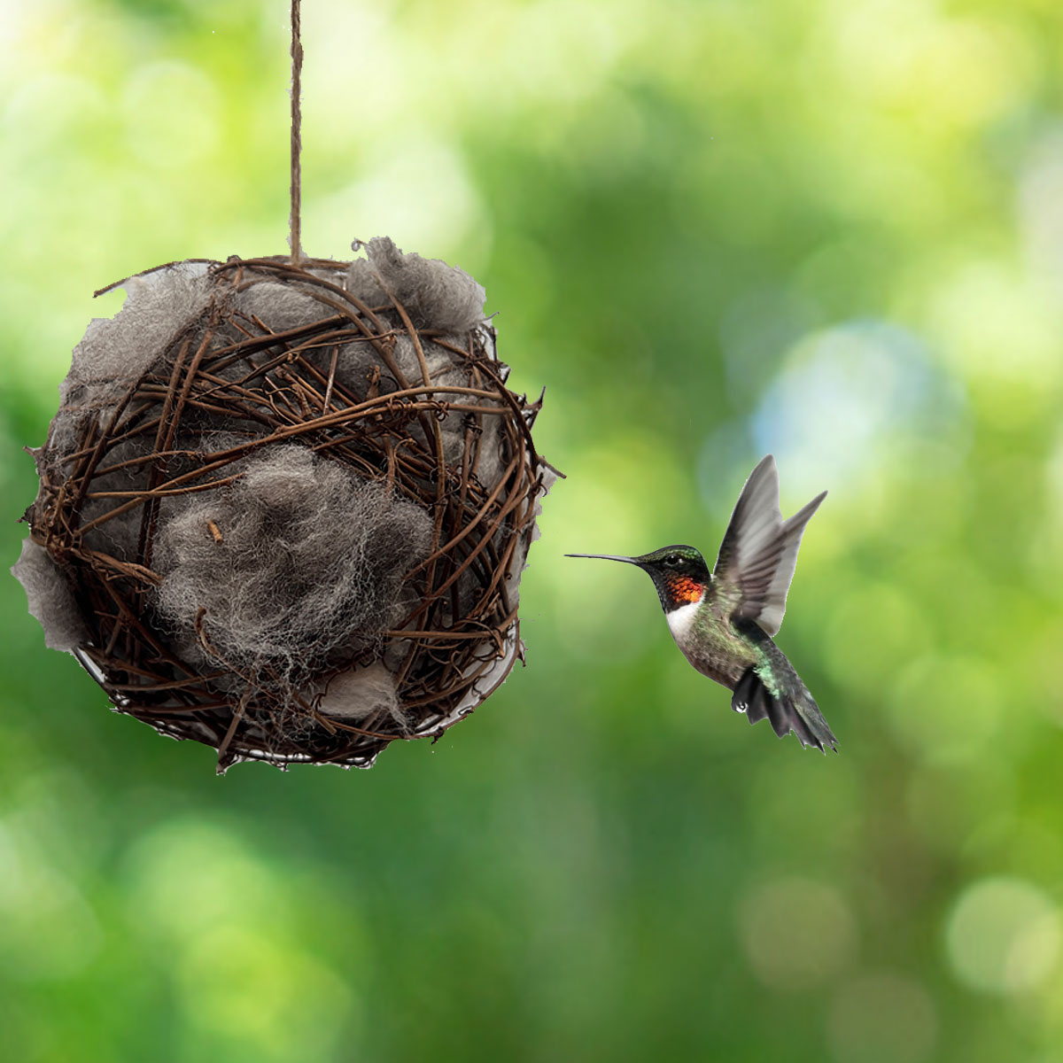 Hummingbird at Nesting Ball