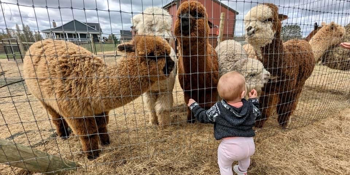 Baby looking at young alpacas