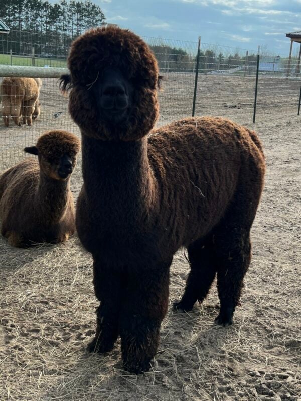 Amara in Full Fleece