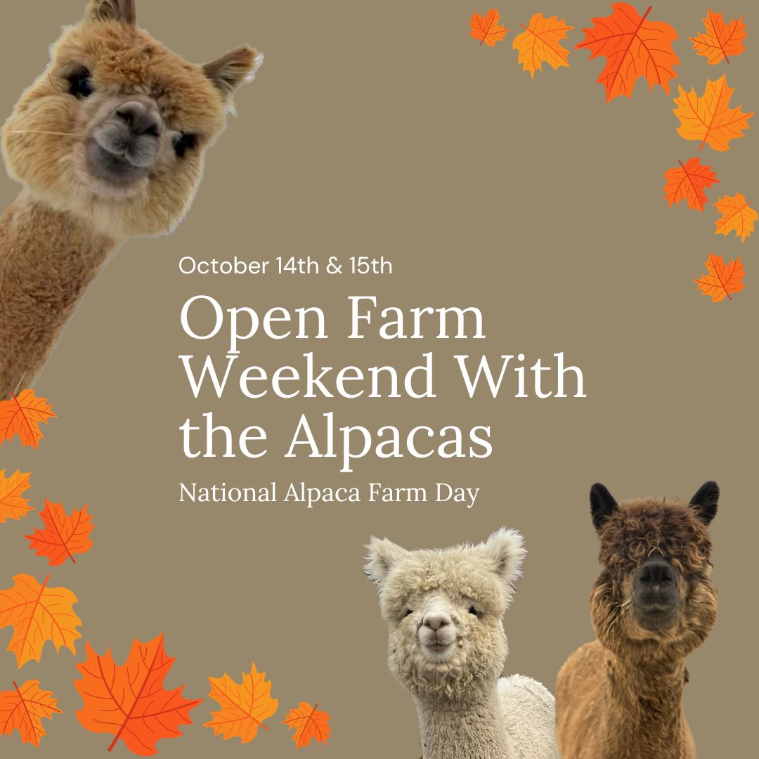 Open Farm Weekend With the Alpacas