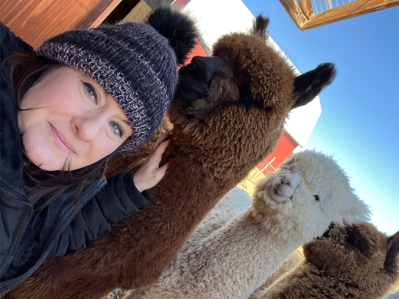 Close Up With the Alpacas