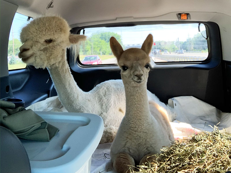 Dolly and Ollie in Our SUV