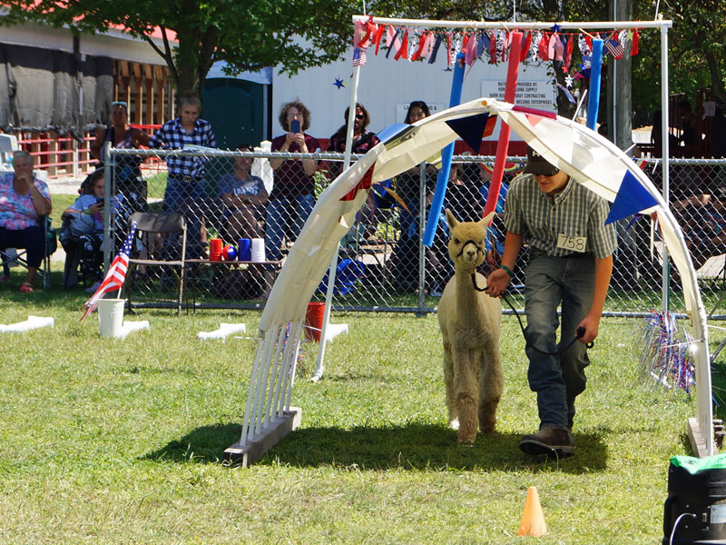 Hunter and Chase at 4-H