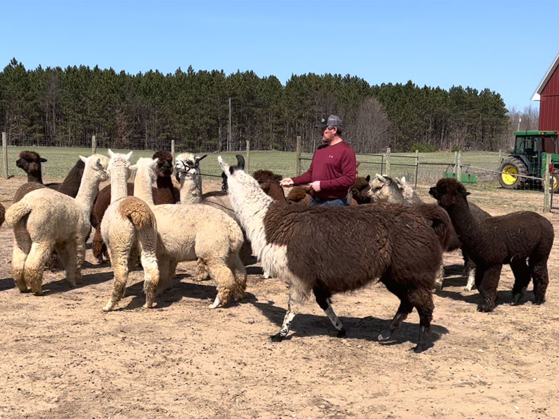 Leviticus Doing an Alpaca Spit Check