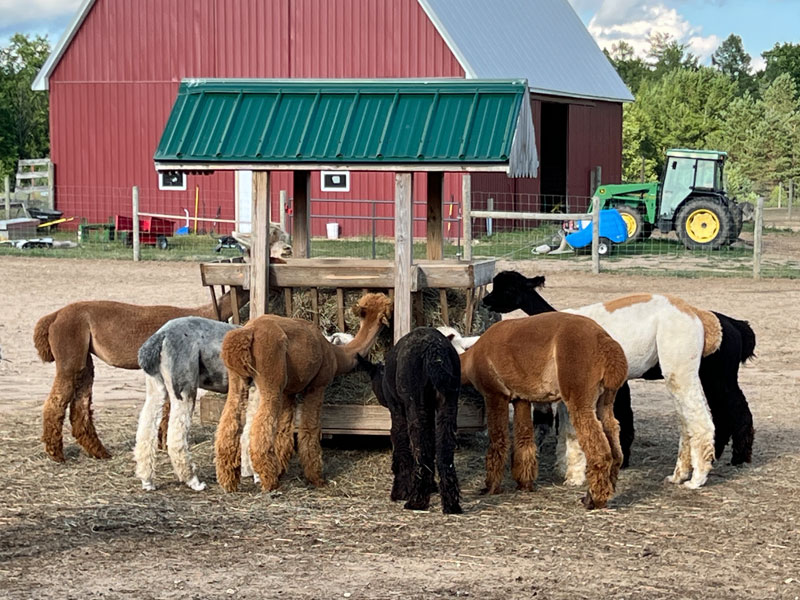 Lunch Time on the Alpaca Farm
