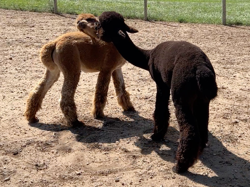 Male Alpacas Fighting