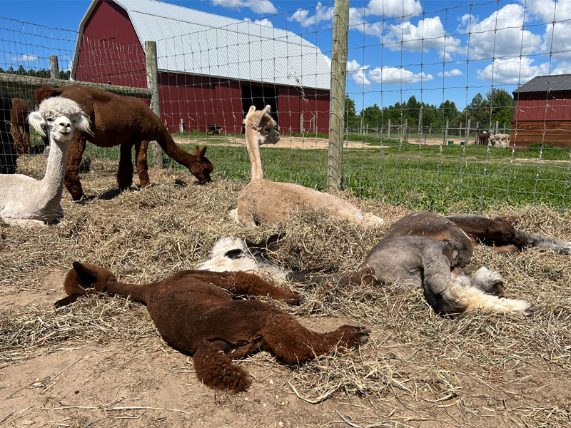 Messy Nap Time for the Alpacas