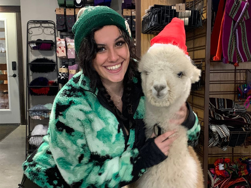 Alpaca Molly Shopping at Christmas