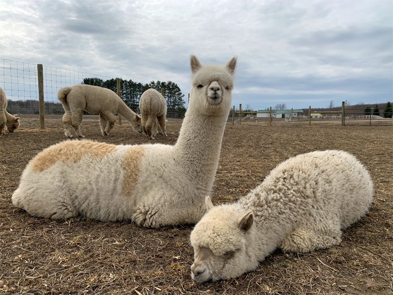 Why Alpacas Are the Quirkiest Animals You'll Ever Meet