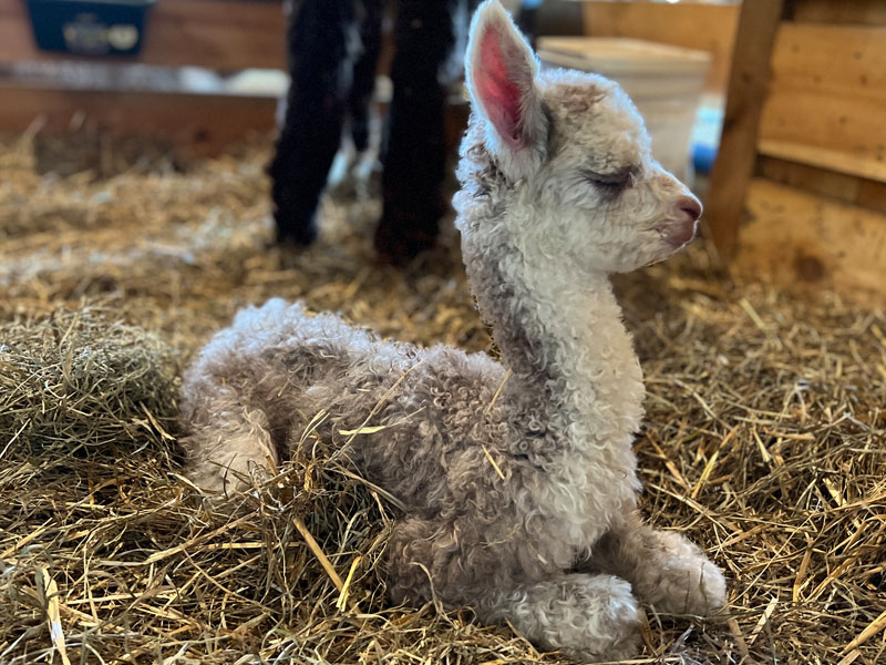 Silver Grey Alpaca Cria