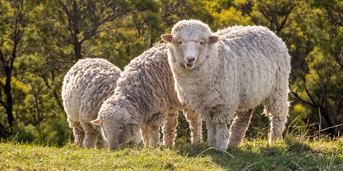 Three Merino Sheep Grazing