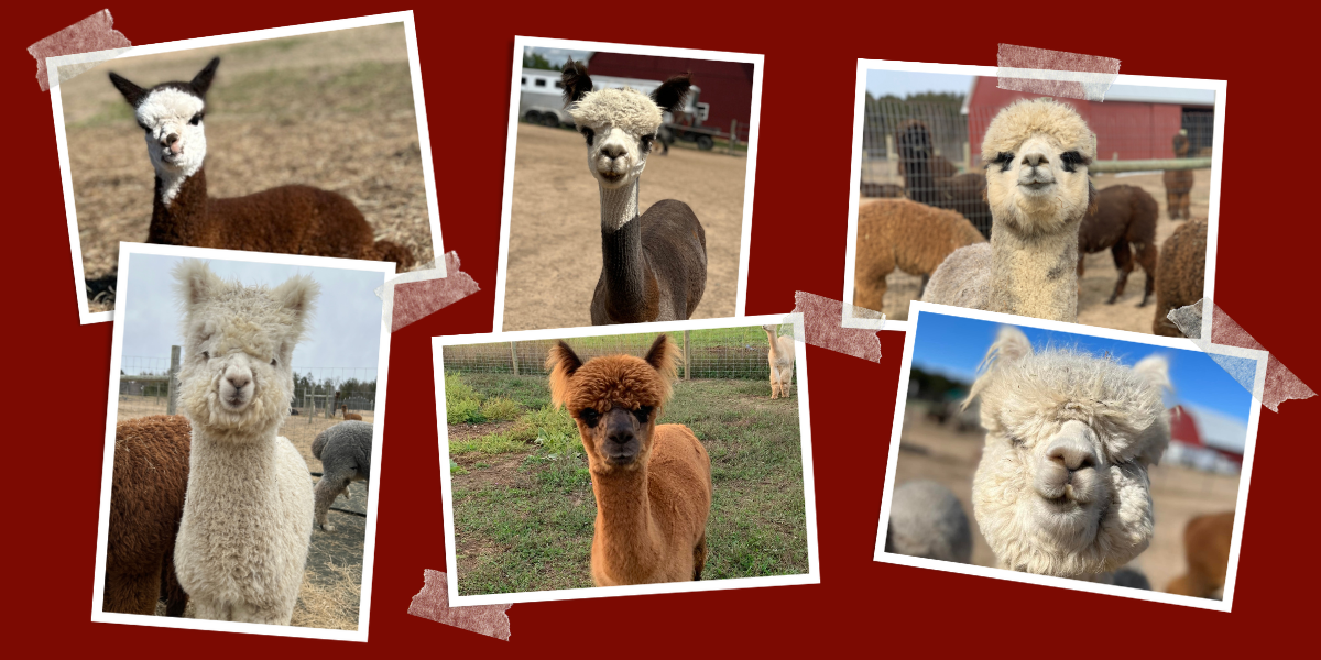 Collage of Alpacas