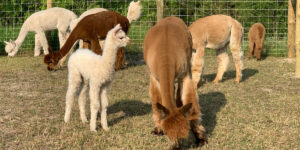 New Alpacas Arriving Home on the Farm