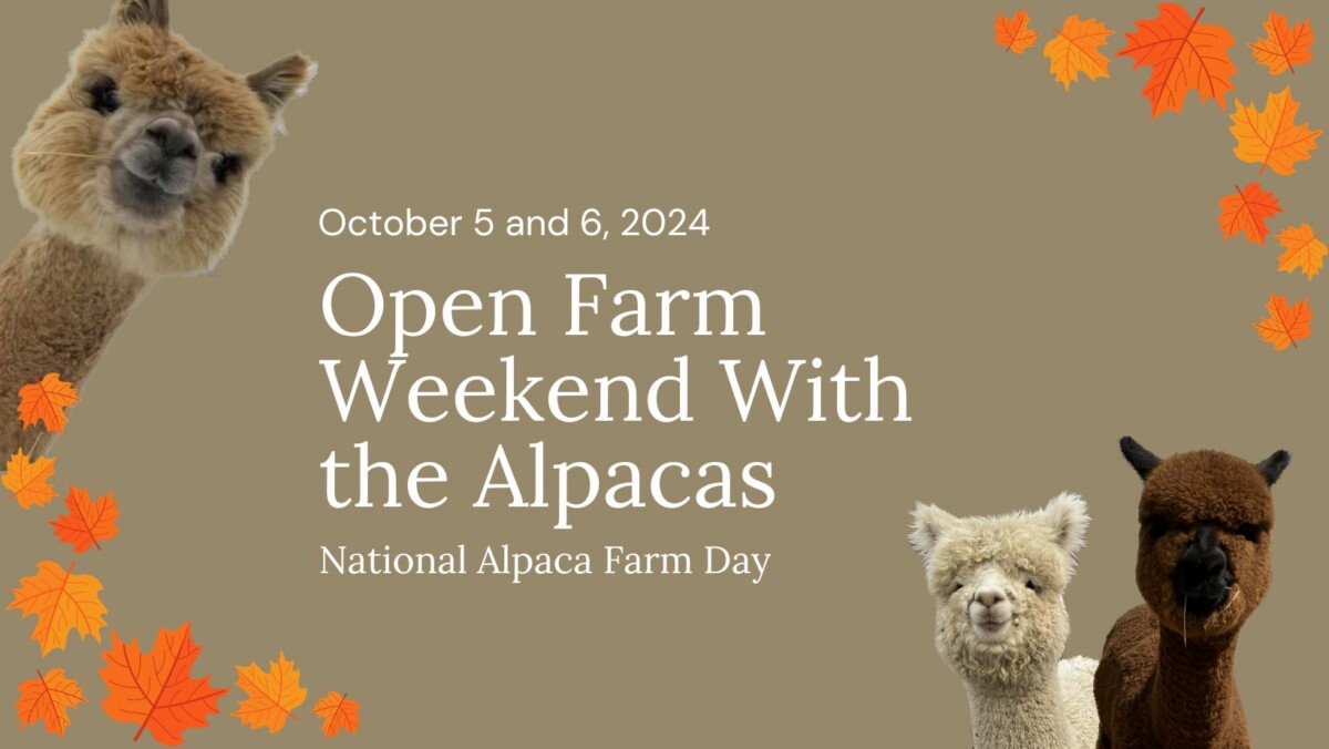 Alpaca Farm Day Fall 2024