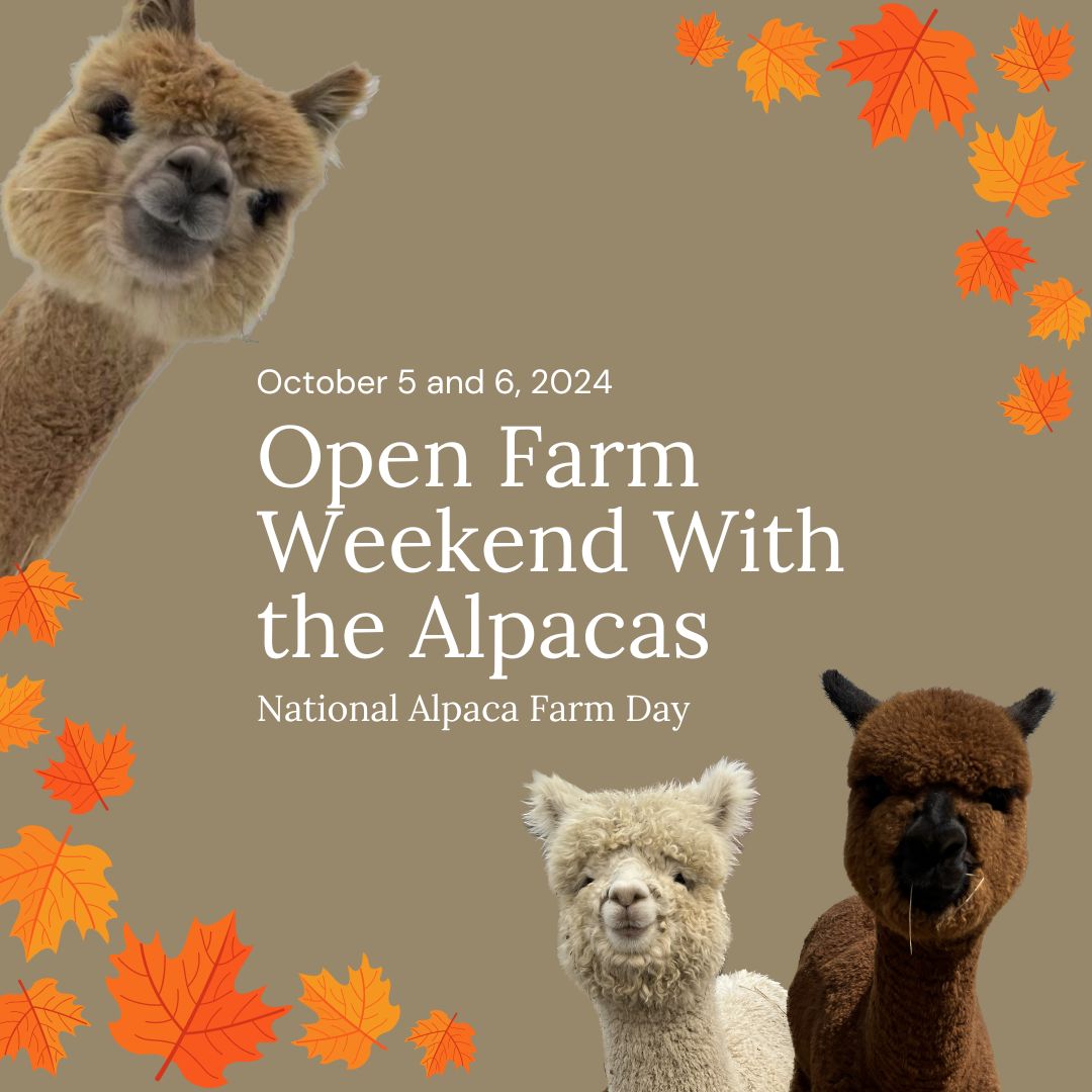 Fall Alpaca Farm Open Weekend