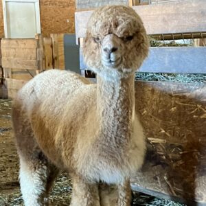 Snowmass Velvet Love