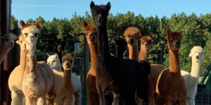 Huacaya Alpaca Herd