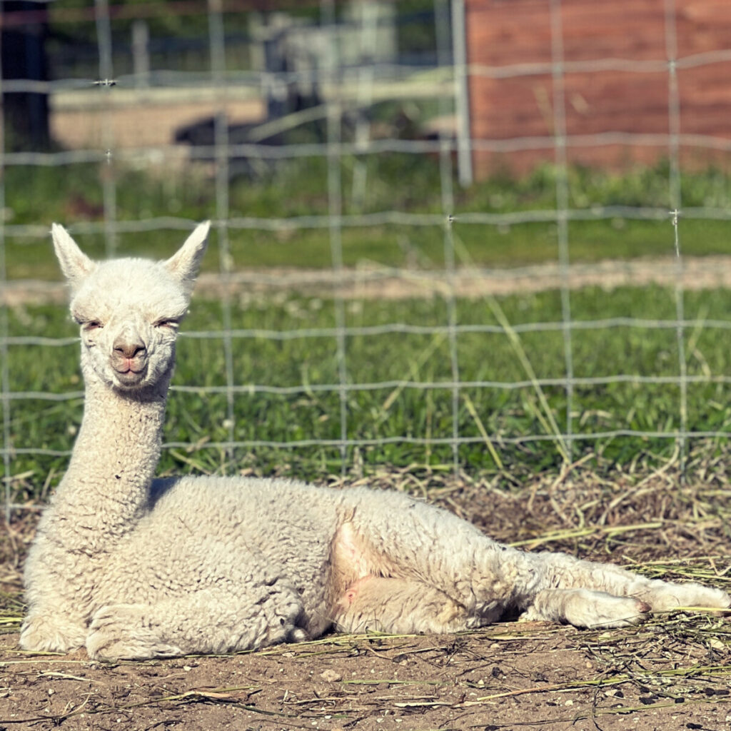 Glenn Napping