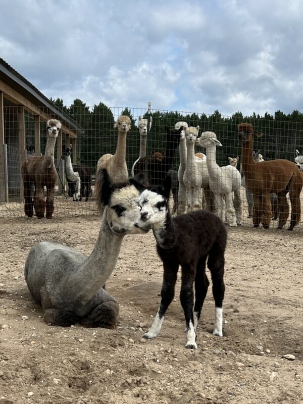 Divo and Diva
