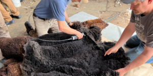 Alpaca Shearing Example