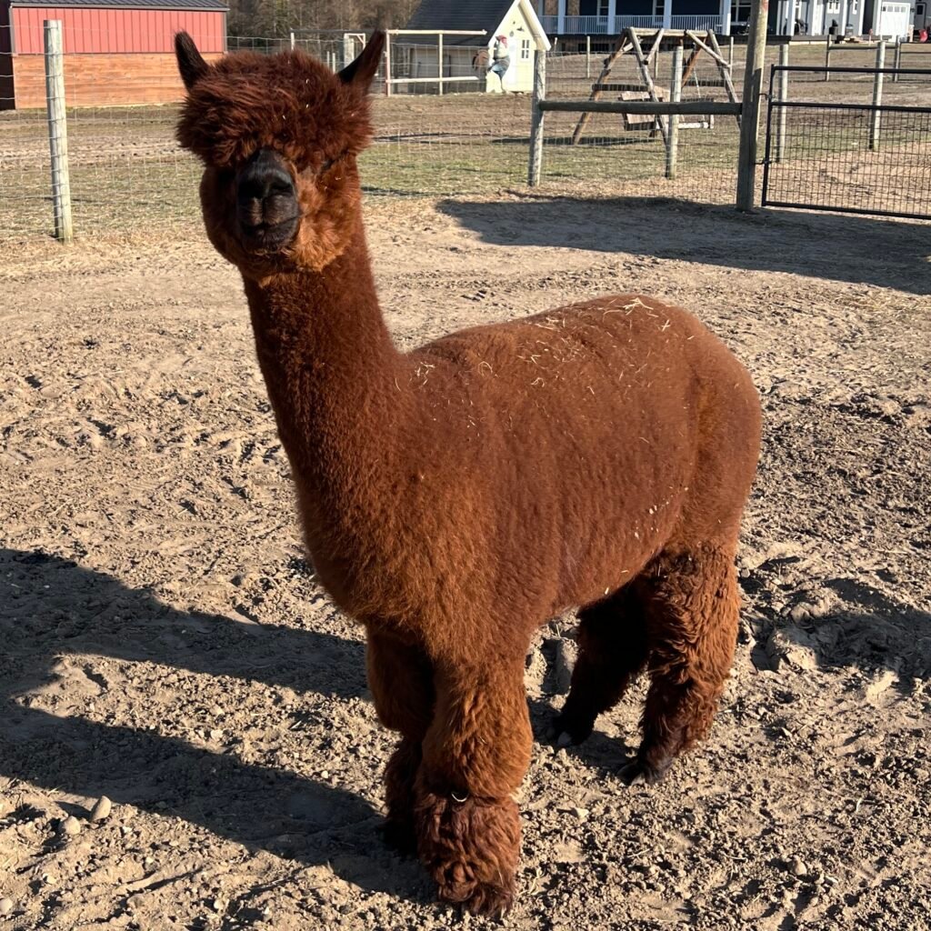 Royal Cashmere