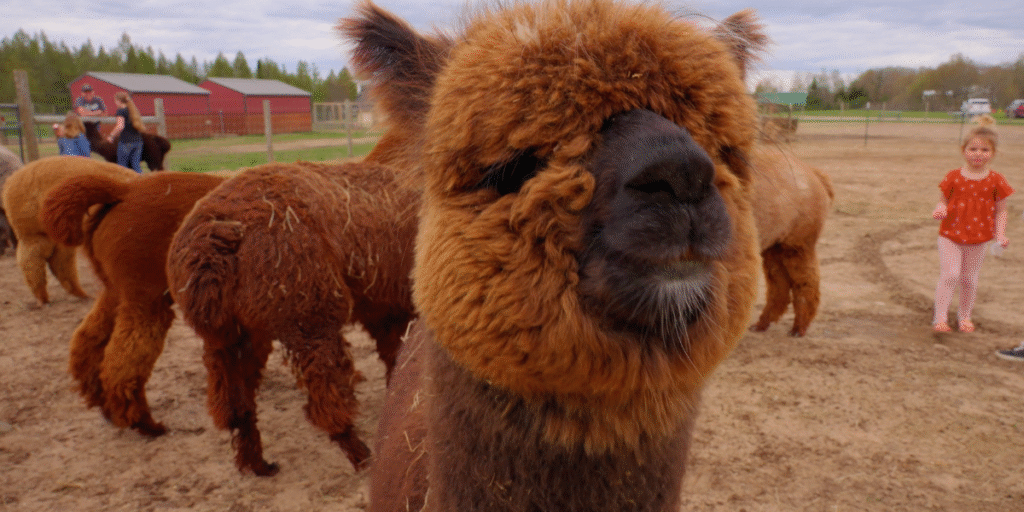 Luna as Baby Alpaca
