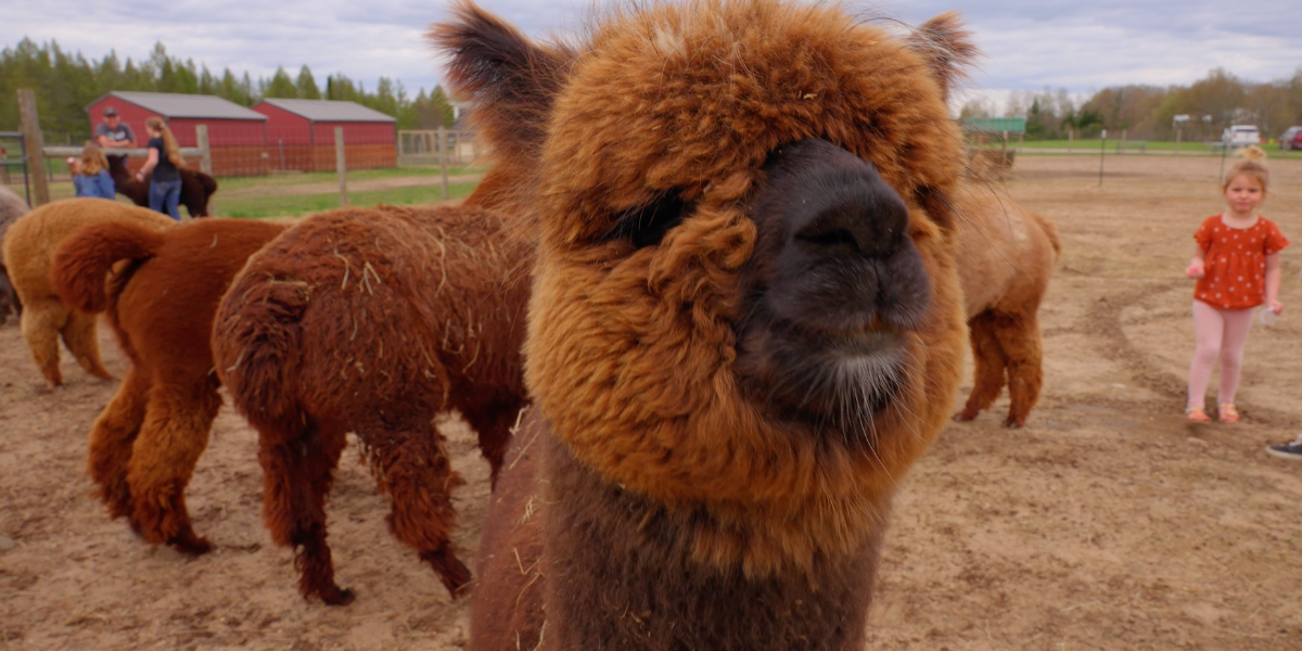 Luna as Baby Alpaca