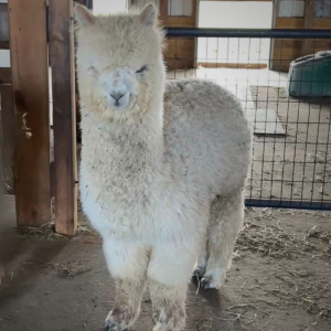 Moondoggie in Spring of 2026