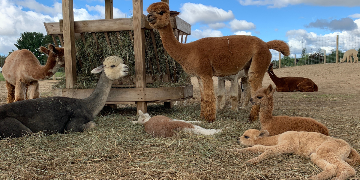 Nap Time for the Alpacas