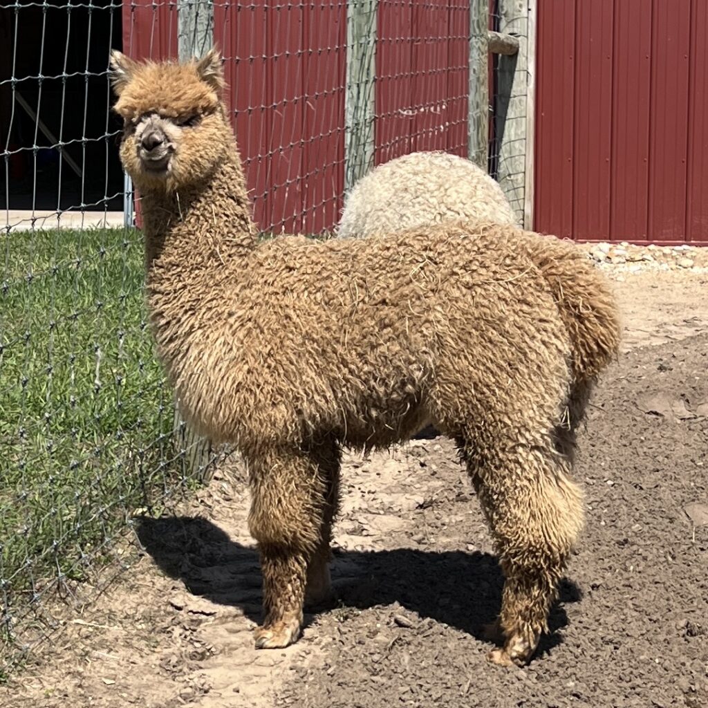 Falcon - Fawn Male Alpaca