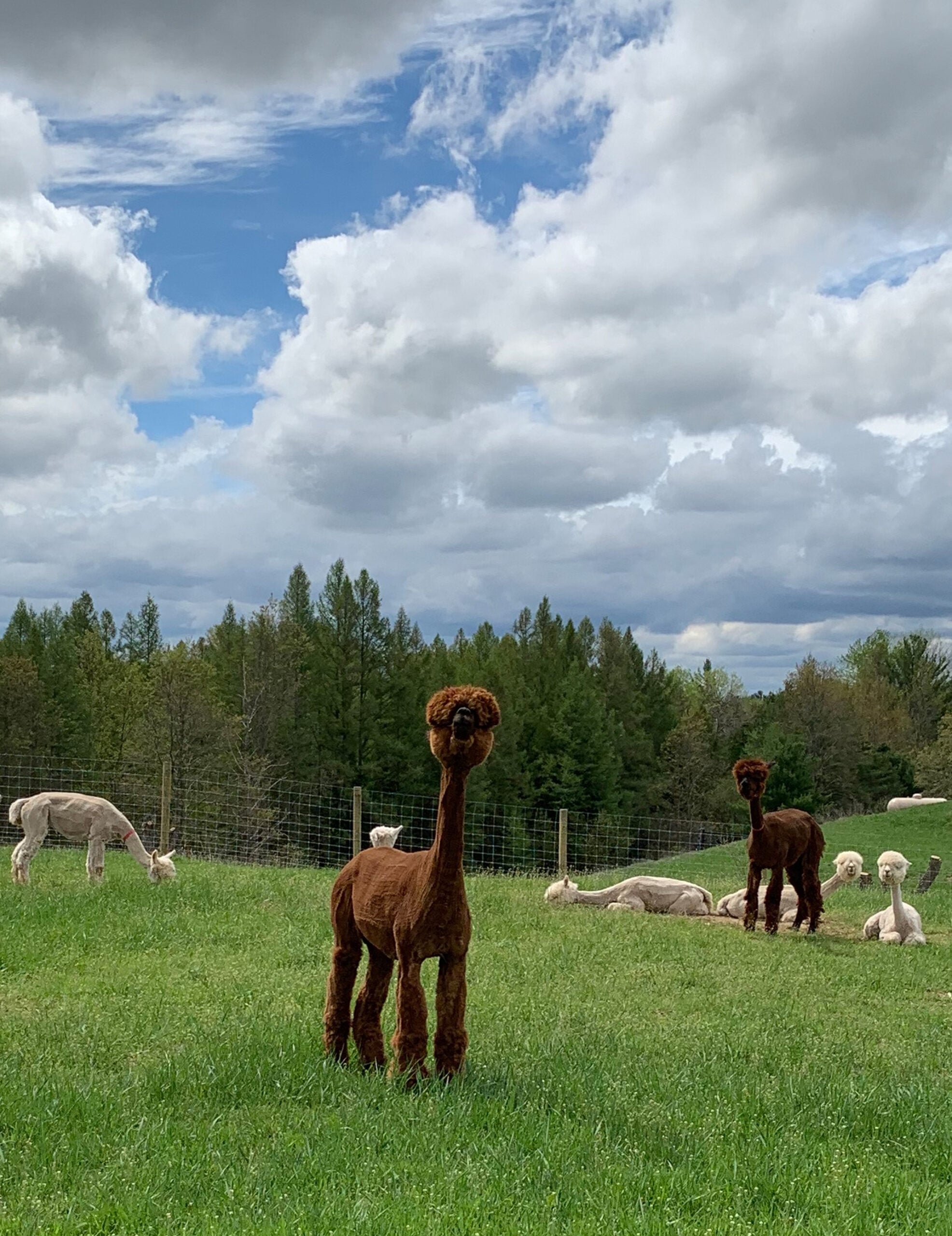 Scarlet and Friends