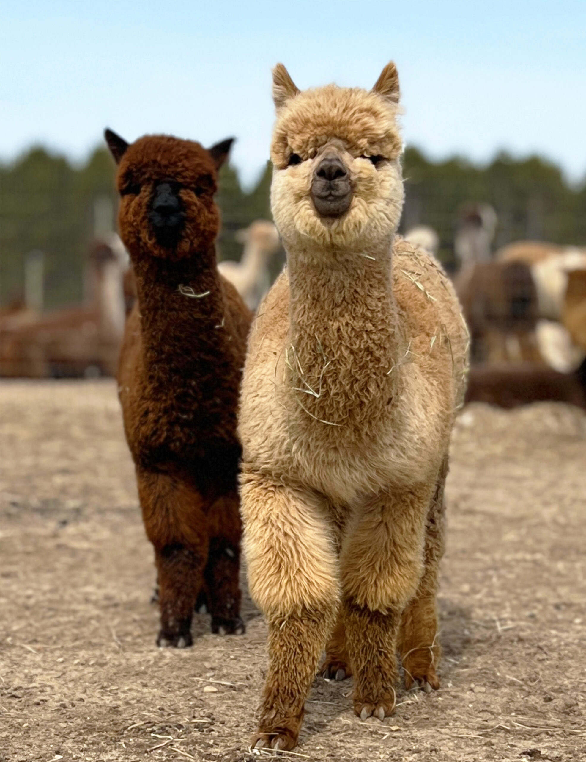 The Boy Alpacas