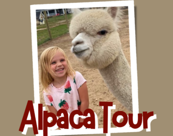 Alpaca Tour Photo of Little Girl With Sherry Ann