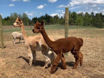 Reba and Princess