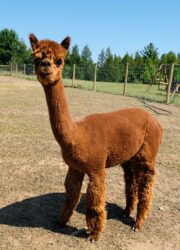 Reba Doing an Alpaca Pose