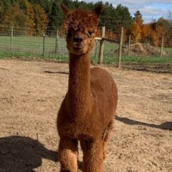 Reba's Featured Image