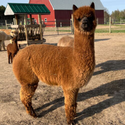 Nibbler in May of 2022