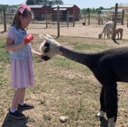 This is Heartthrob. She is a one year old female alpaca who is a farm favorite because of her unique look and friendly personality. Heartthrob Eating Snacks