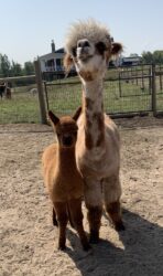 Attie and Nellie scaled