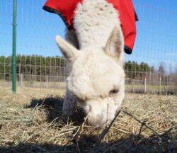 Chase Eating Hay scaled